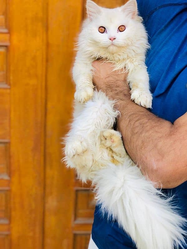 Persian Punch face triple coat cat Kitten 17