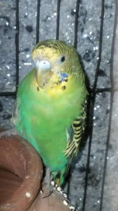 Australian parrot ( budgie )