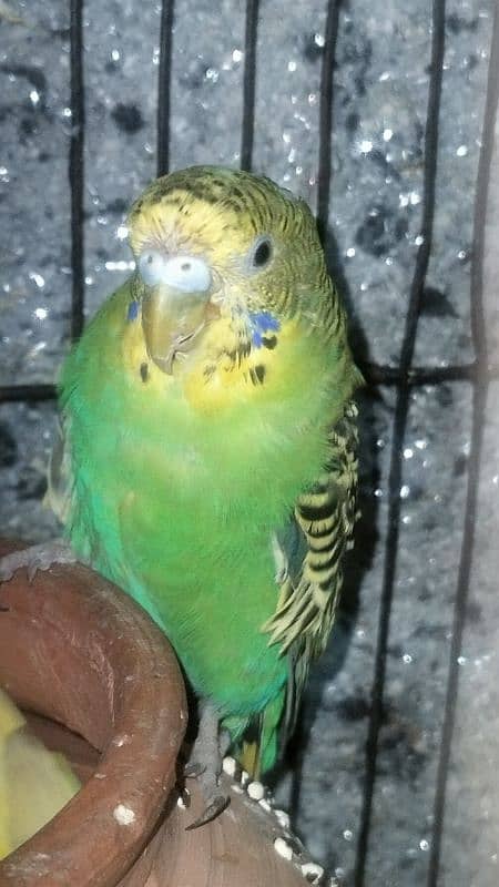 Australian parrot ( budgie ) 1