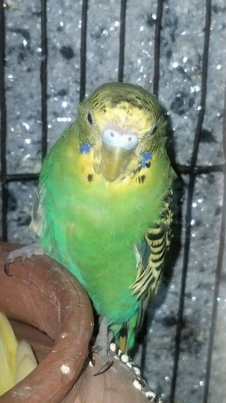 Australian parrot ( budgie ) 2