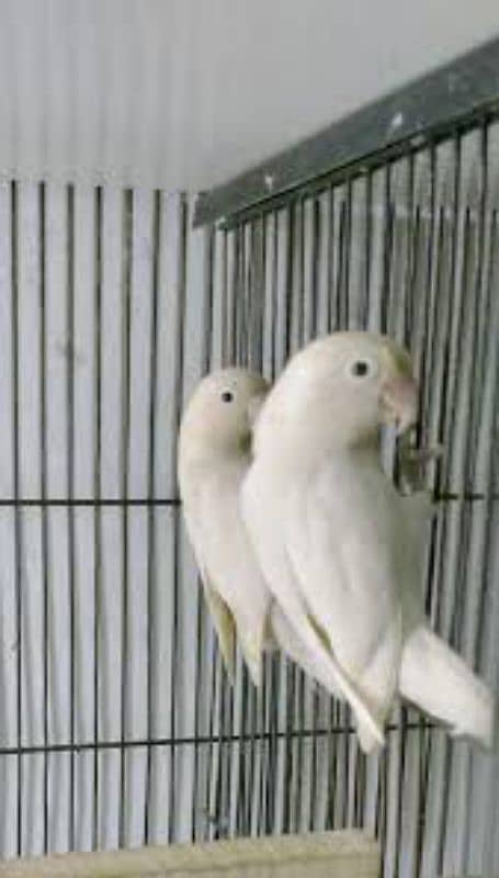 albino redeye split conform breeder pair 0