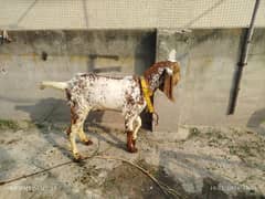 dasi bakra for sale