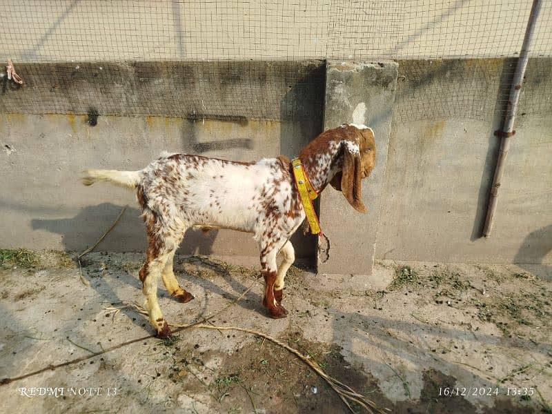 dasi bakra for sale 0