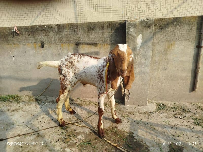 dasi bakra for sale 1