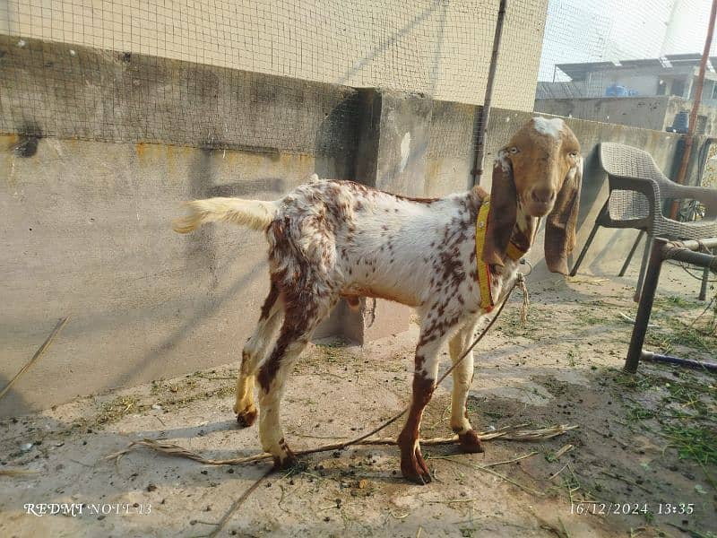 dasi bakra for sale 2