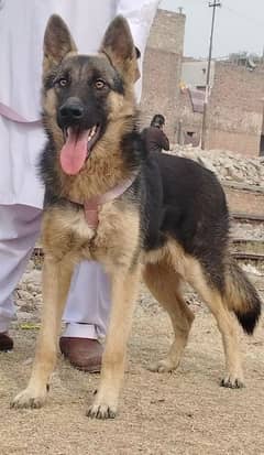 alsheision bhagyary male age 7 month sequrty train for sale