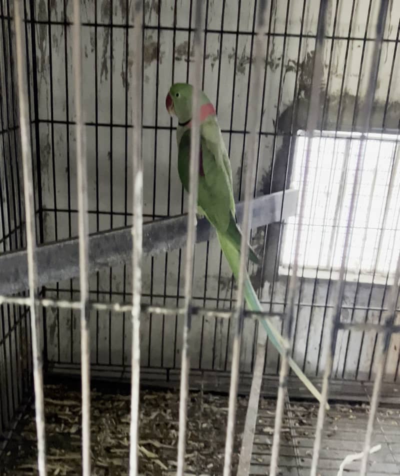 Raw Parrot Pair with Eggs for sale 1