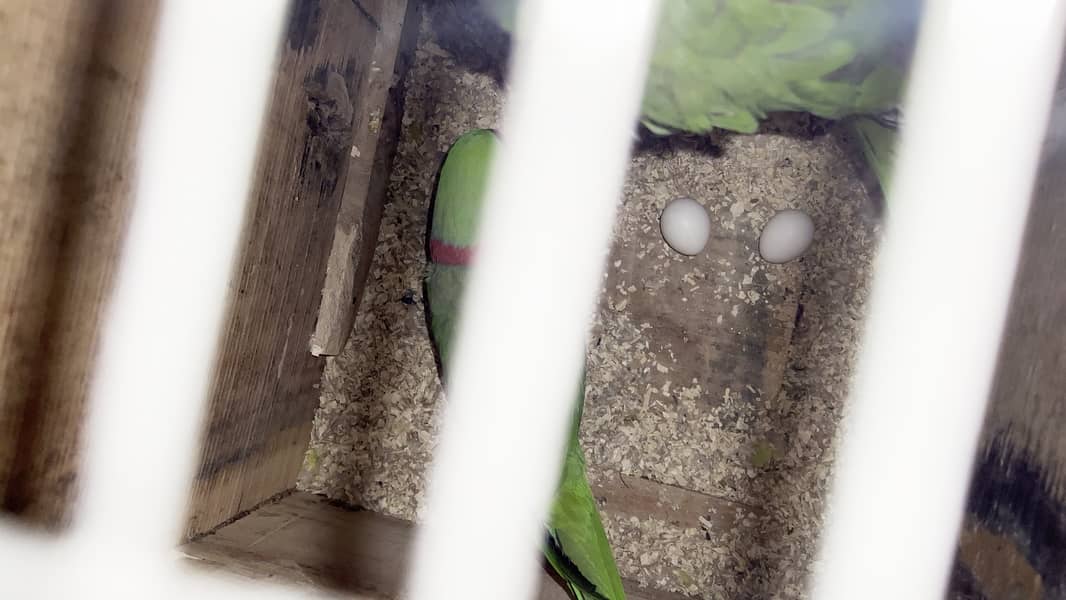 Raw Parrot Pair with Eggs for sale 0