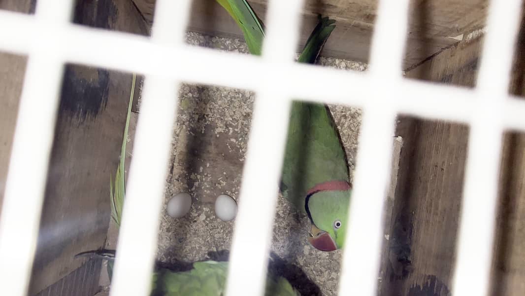 Raw Parrot Pair with Eggs for sale 2