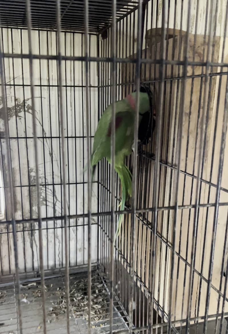 Raw Parrot Pair with Eggs for sale 5