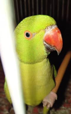 Green Parrot 10 months old