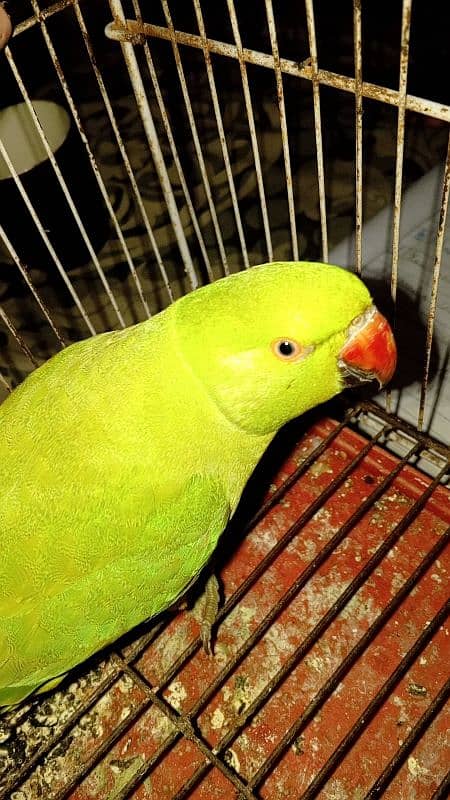 Green Parrot 10 months old 1