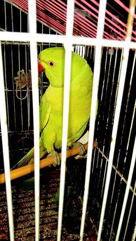 Green Parrot 10 months old 2