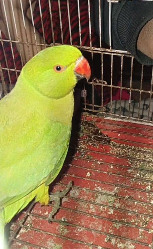 Green Parrot 10 months old 3