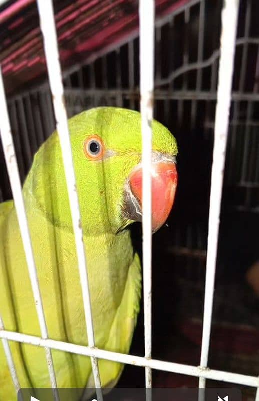 Green Parrot 10 months old 4