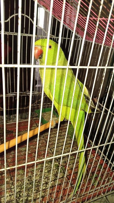 Green Parrot 10 months old 5