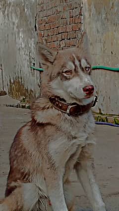 Siberian husky