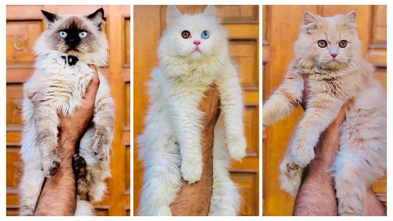 Persian Punch face triple coat cat Kitten 7