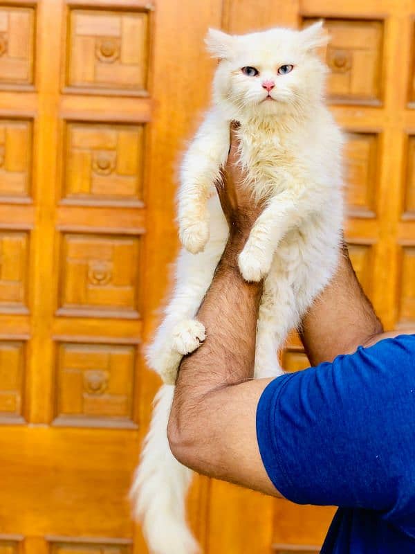 Persian Punch face triple coat cat Kitten 14