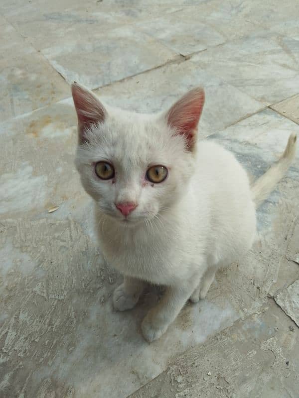 Three months old house cat for sale 0