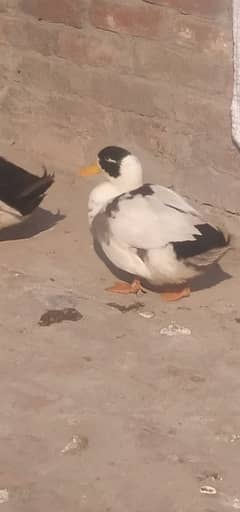 male duck