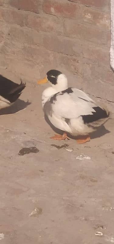 male duck 0