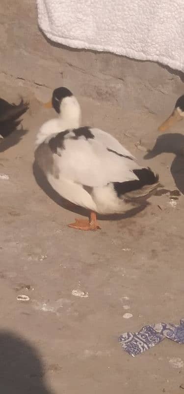 male duck 1