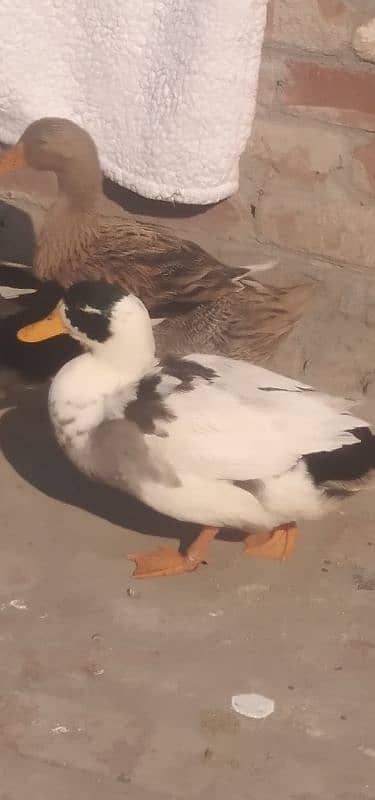 male duck 2