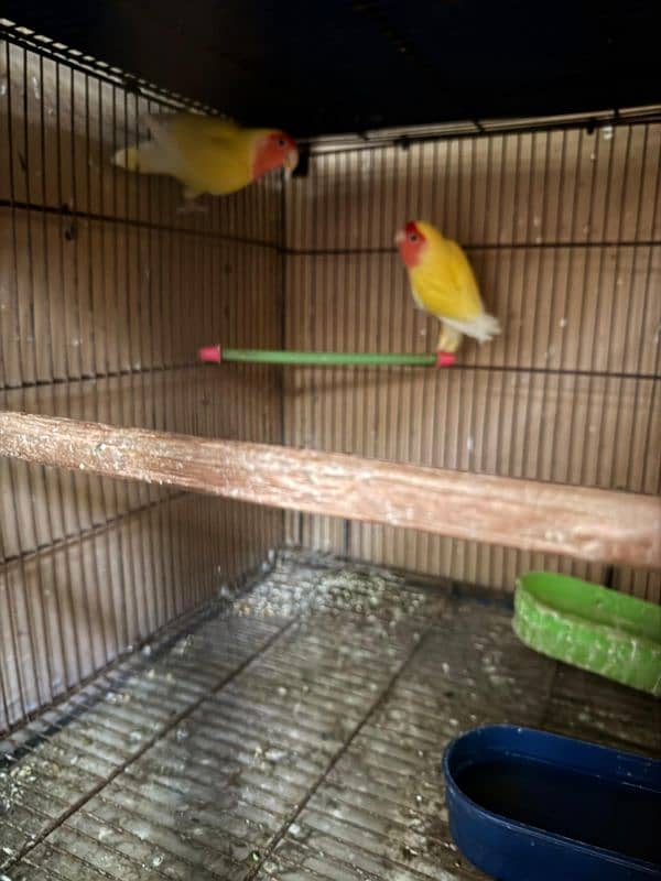 love birds setup for sale 0