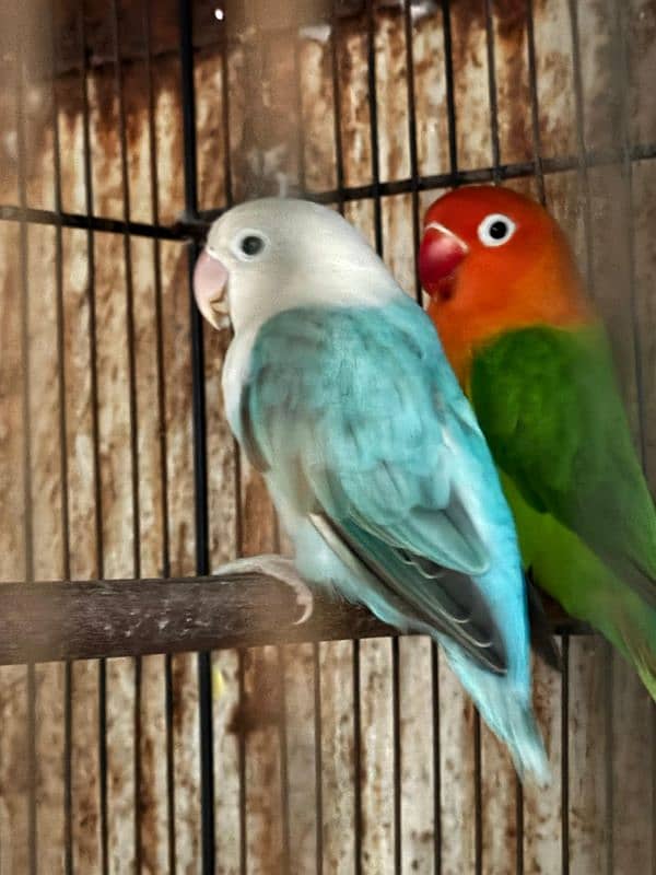 love birds setup for sale 3