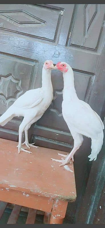 murga for sale male or female my WhatsApp 0329=48=79=452 2