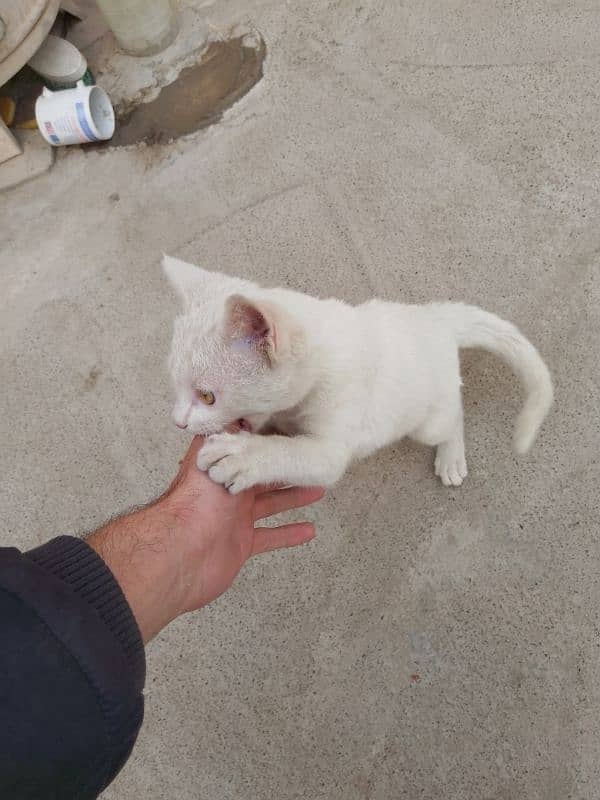 Three months old house cat for sale 1