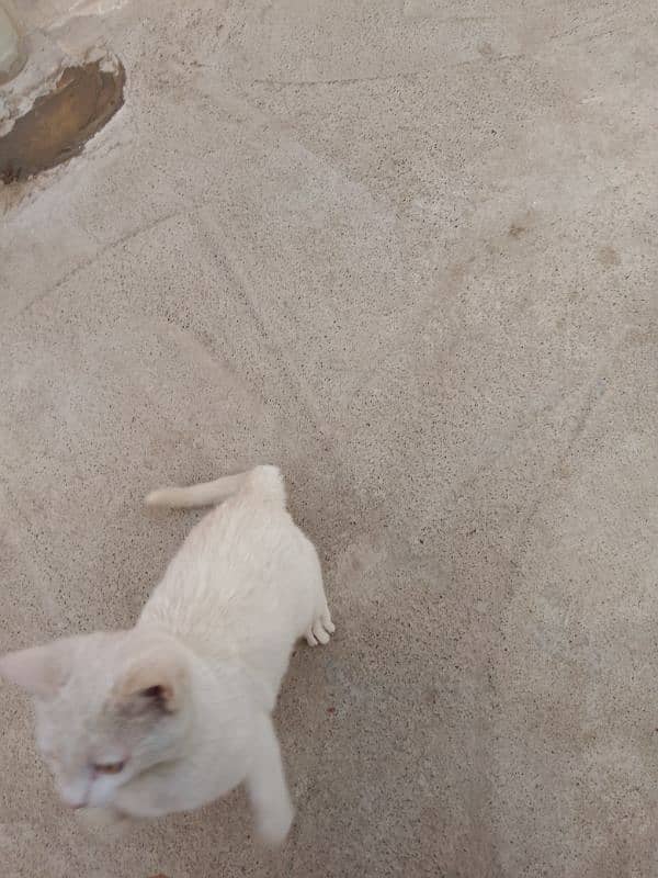 Three months old house cat for sale 2