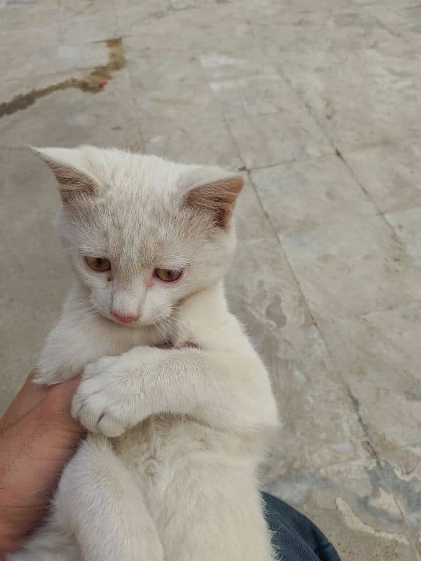 Three months old house cat for sale 3