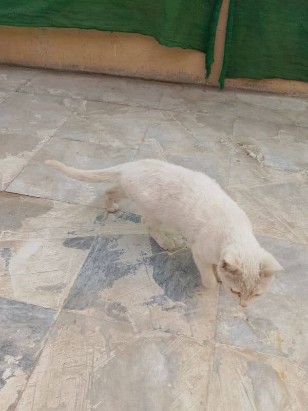 Three months old house cat for sale 5