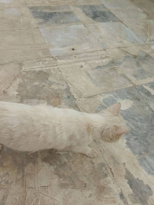 Three months old house cat for sale 6