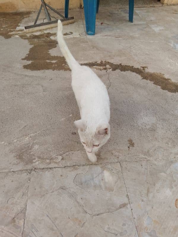 Three months old house cat for sale 7