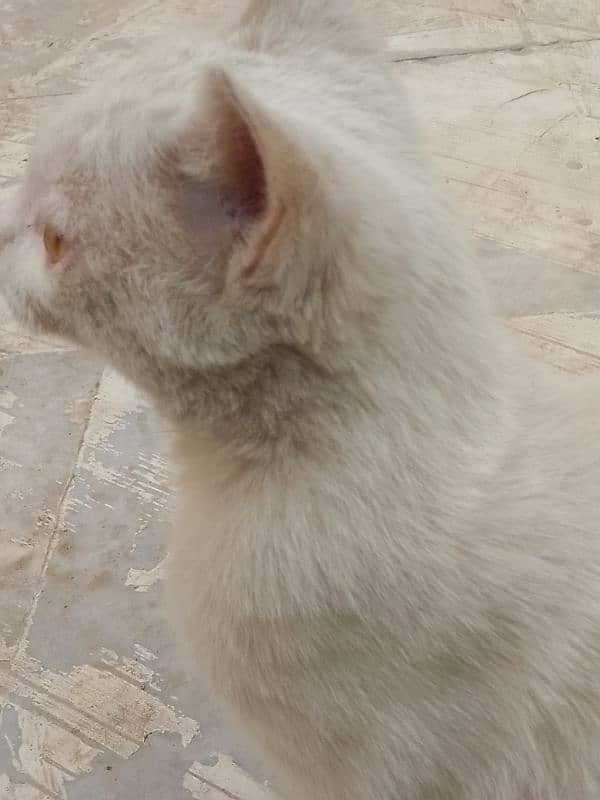 Three months old house cat for sale 9