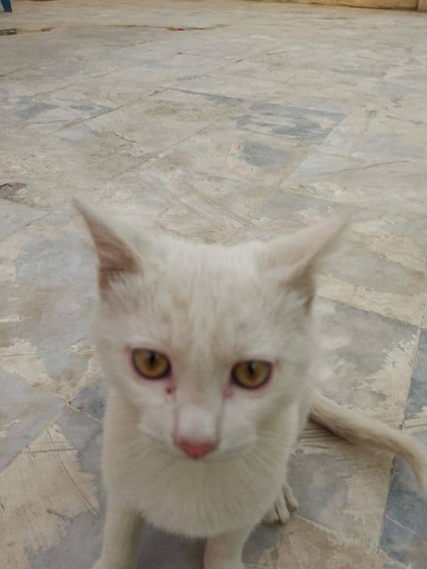 Three months old house cat for sale 10