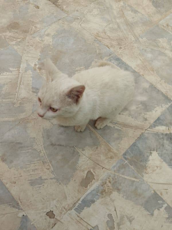 Three months old house cat for sale 11