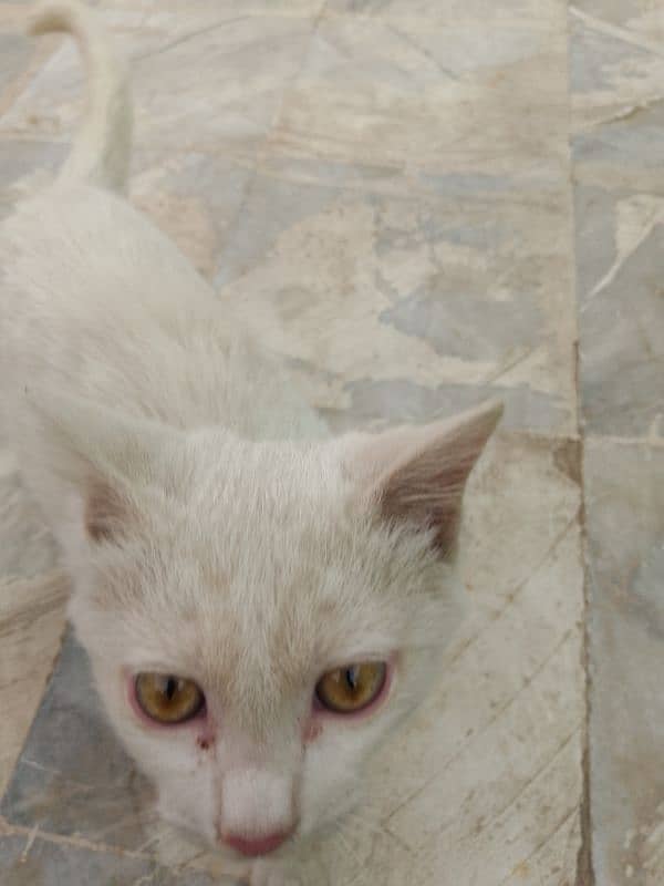 Three months old house cat for sale 12