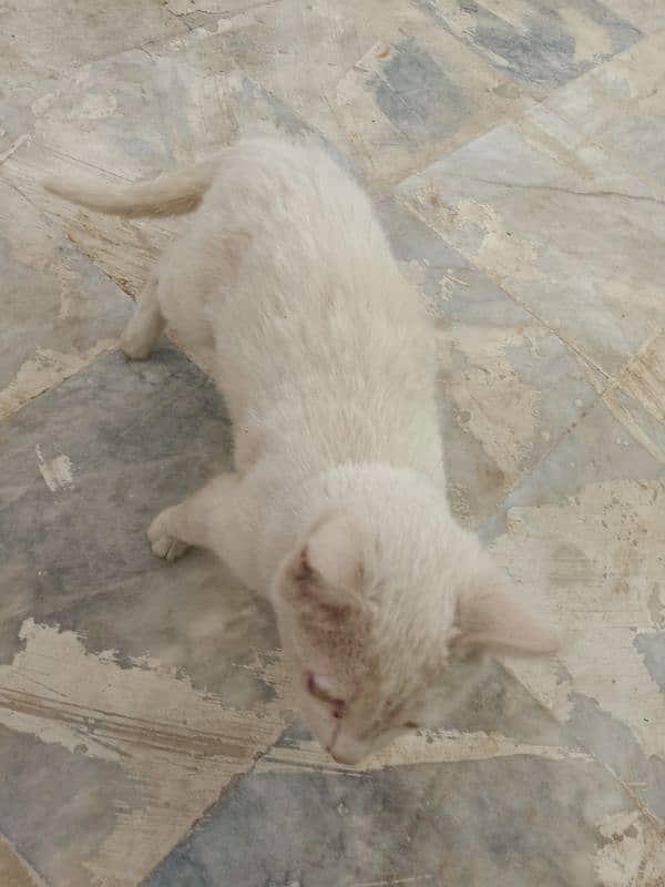 Three months old house cat for sale 13