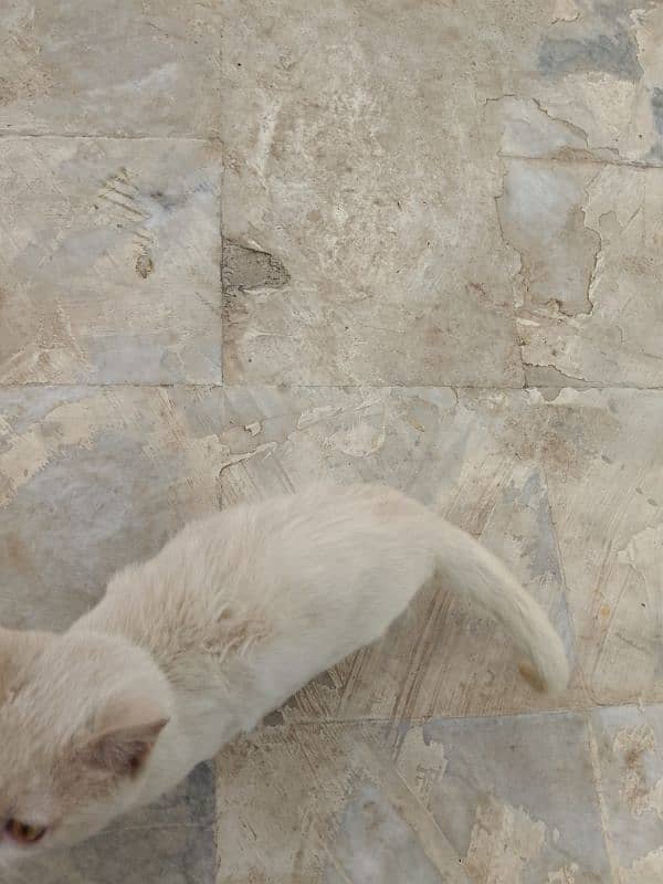 Three months old house cat for sale 14