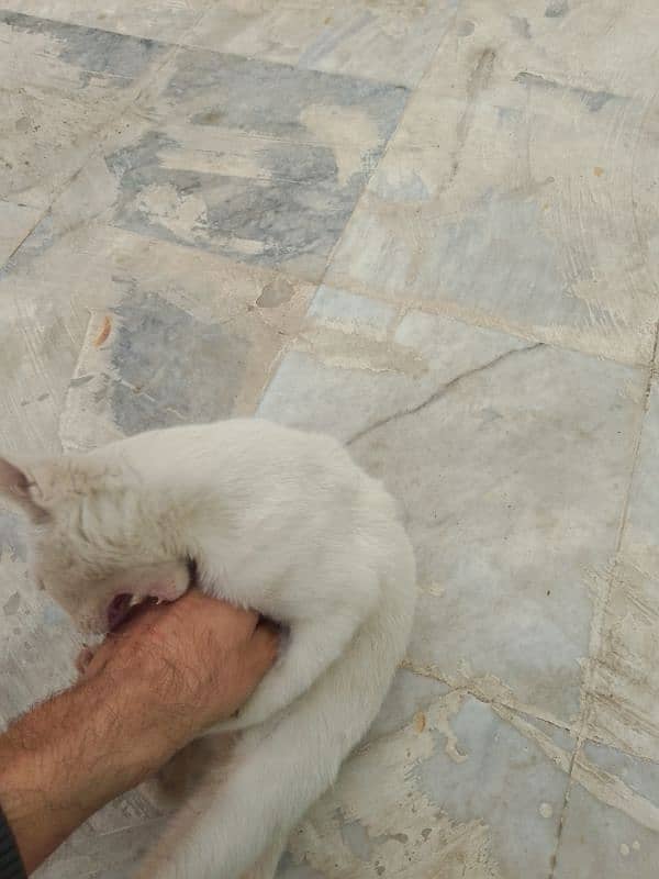 Three months old house cat for sale 15