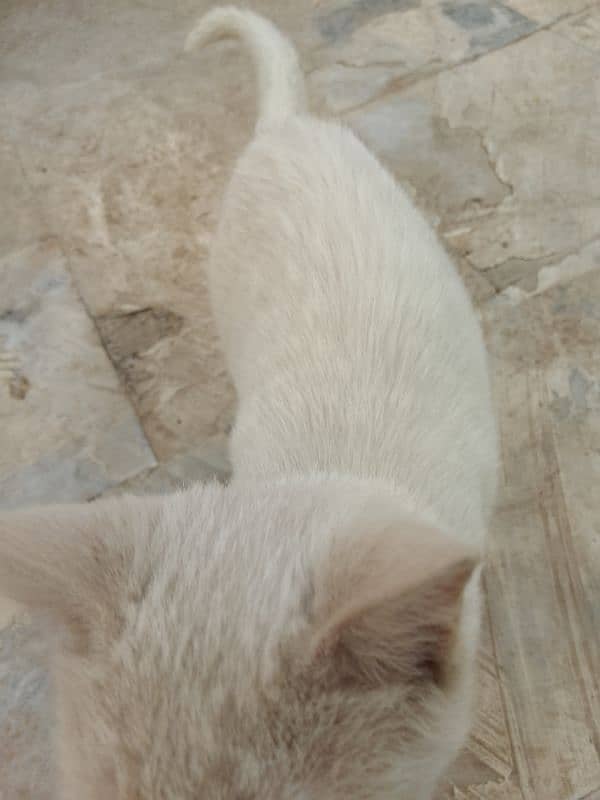 Three months old house cat for sale 16