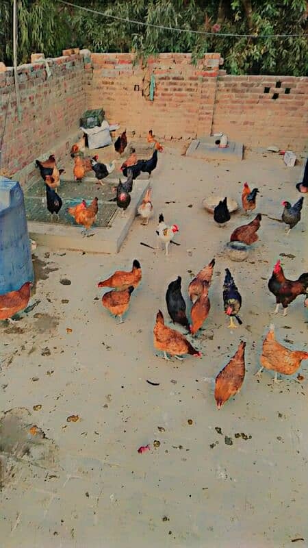 Golden Misri hens for sale in reasonable price.  Eggs guaranty. 0