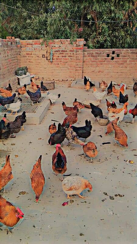 Golden Misri hens for sale in reasonable price.  Eggs guaranty. 1