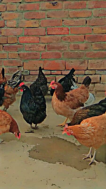 Golden Misri hens for sale in reasonable price.  Eggs guaranty. 2