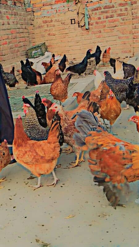 Golden Misri hens for sale in reasonable price.  Eggs guaranty. 3