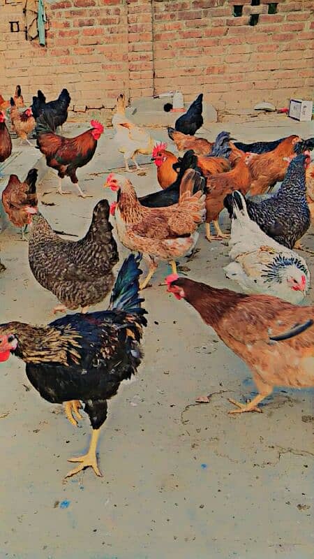 Golden Misri hens for sale in reasonable price.  Eggs guaranty. 4